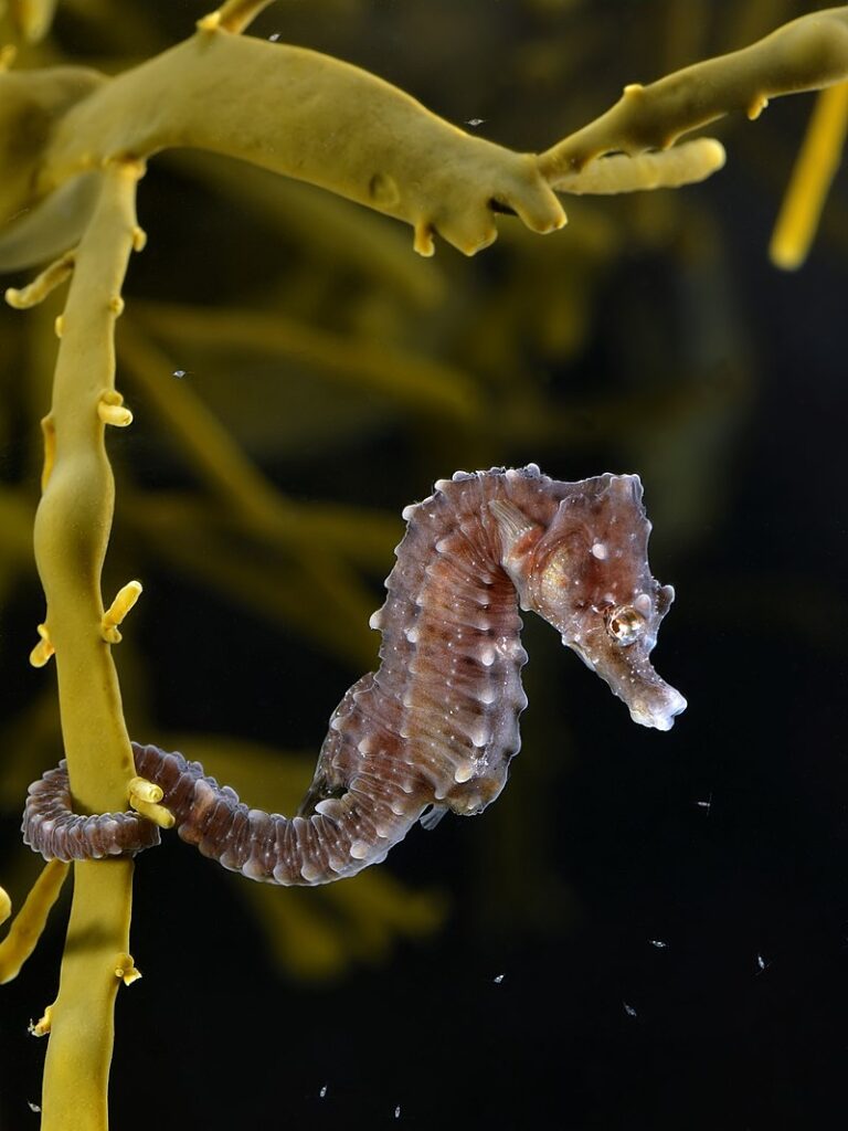 Hippocampus hippocampus on Ascophyllum nodosum